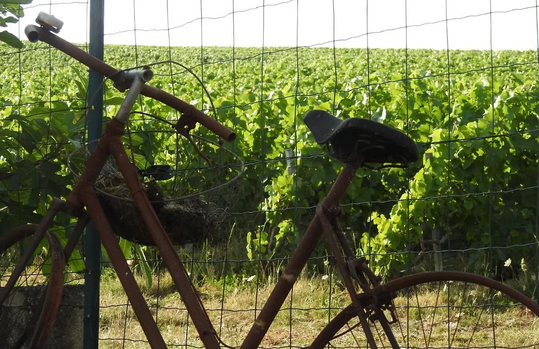 Au Coeur Des Vignes-1